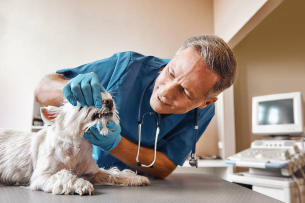 Best Emergency Wisdom Tooth Extraction in Lavalette, WV
